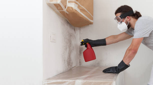 Basement Mold Remediation treatment on basement walls in Dorchester Center