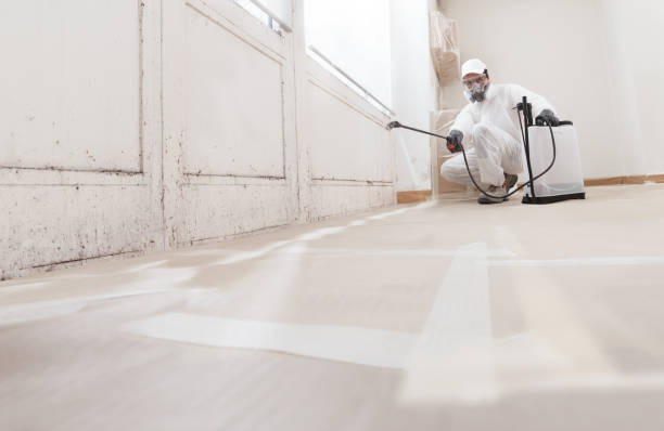 Black mold remediation team in Dorchester Center
