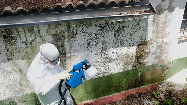 Mold Removal service in Dorchester Center